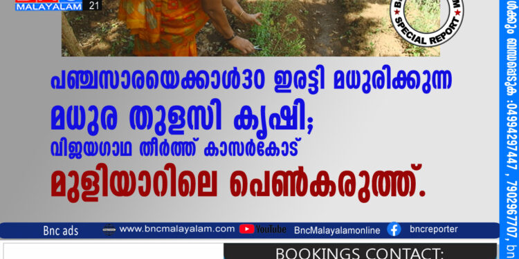 മധുര തുളസി കൃഷി