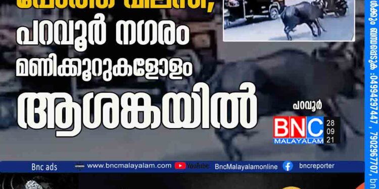 കയറുപൊട്ടിച്ച പോത്ത് വിലസി, പറവൂര്‍ നഗരം മണിക്കൂറുകളോളം ആശങ്കയില്‍