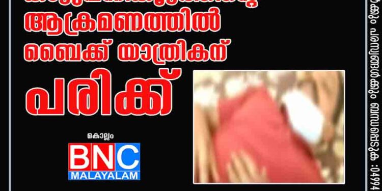 തെന്മലയില്‍ കാട്ടുപന്നികൂട്ടത്തിന്റെ ആക്രമണത്തില്‍ ബൈക്ക് യാത്രികന് പരിക്ക്