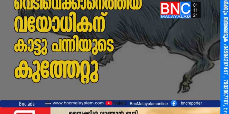 കാട്ടുപന്നിയെ വെടിവെക്കാനെത്തിയ വയോധികന് കാട്ടു പന്നിയുടെ കുത്തേറ്റു.