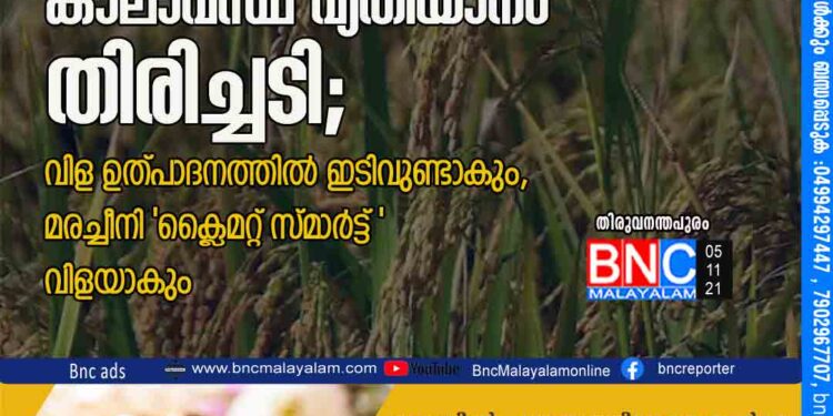 കാലാവസ്ഥ വ്യതിയാനം തിരിച്ചടി; വിള ഉത്പാദനത്തില്‍ ഇടിവുണ്ടാകും, മരച്ചീനി 'ക്ലൈമറ്റ് സ്മാര്‍ട്ട് 'വിളയാകും