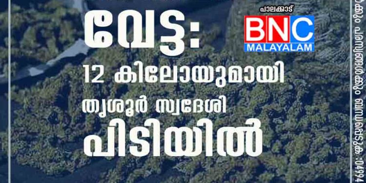 പാലക്കാട് വൻ കഞ്ചാവ് വേട്ട: 12 കിലോയുമായി തൃശൂർ സ്വദേശി പിടിയിൽ