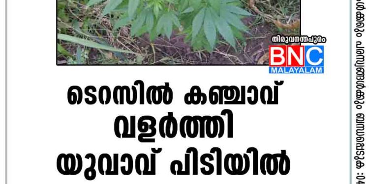 ടെറസില്‍ കഞ്ചാവ് വളര്‍ത്തി; യുവാവ് പിടിയില്‍