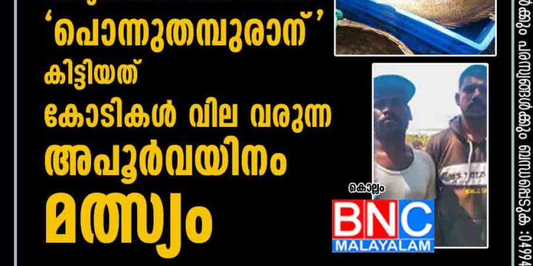 കൊല്ലത്ത് മത്സ്യബന്ധനത്തിന് പോയ 'പൊന്നുതമ്പുരാന്' കിട്ടിയത് കോടികൾ വില വരുന്ന അപൂർവയിനം മത്സ്യം