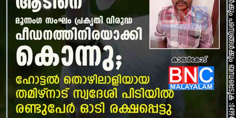 കാഞ്ഞങ്ങാട്ട് നാല് മാസം ഗര്‍ഭിണിയായ ആടിനെ മൂന്നംഗ സംഘം പ്രകൃതി വിരുദ്ധ പീഡനത്തിനിരയാക്കി കൊന്നു ; ഹോട്ടല്‍ തൊഴിലാളിയായ തമിഴ്‌നാട് സ്വദേശി പിടിയിൽ .രണ്ടുപേര്‍ ഓടി രക്ഷപ്പെട്ടു