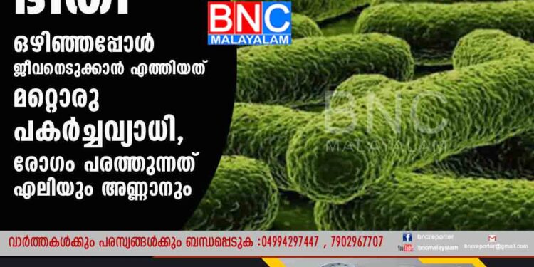 കൊവിഡിന്റെ ഭീതി ഒഴിഞ്ഞപ്പോൾ ജീവനെടുക്കാൻ എത്തിയത് മറ്റൊരു പകർച്ചവ്യാധി, രോഗം പരത്തുന്നത് എലിയും അണ്ണാനും