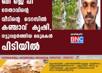 ബി ജെ പി നേതാവിന്റെ വീടിന്റെ  ടെറസിൽ കഞ്ചാവ്  കൃഷി, നട്ടുവളർത്തിയ മരുമകൻ പിടിയിൽ