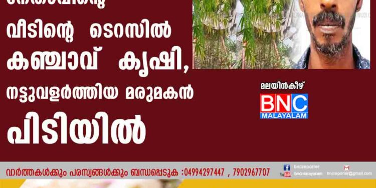 ബി ജെ പി നേതാവിന്റെ വീടിന്റെ  ടെറസിൽ കഞ്ചാവ്  കൃഷി, നട്ടുവളർത്തിയ മരുമകൻ പിടിയിൽ