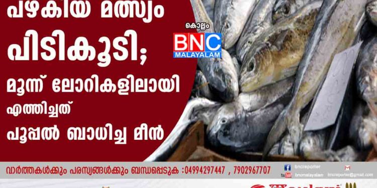 കൊല്ലത്ത് പതിനായിരം കിലോ പഴകിയ മത്സ്യം പിടികൂടി; മൂന്ന് ലോറികളിലായി എത്തിച്ചത് പൂപ്പൽ ബാധിച്ച മീൻ