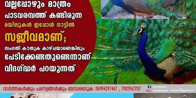 വല്ലപ്പോഴും മാത്രം പാടവരമ്പത്ത് കണ്ടിരുന്ന മയിലുകൾ ഇപ്പോൾ നാട്ടിൽ സജീവമാണ്;​ സംഗതി കൗതുക കാഴ്ചയാണെങ്കിലും പേടിക്കേണ്ടതുണ്ടെന്നാണ് വിദഗ്ദ്ധർ പറയുന്നത്