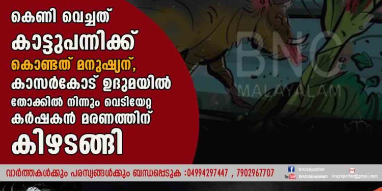 കെണി വെച്ചത് കാട്ടുപന്നിക്ക് കൊണ്ടത് മനുഷ്യന്,കാസർകോട് ഉദുമയിൽ തോക്കിൽ നിന്നും വെടിയേറ്റ കർഷകൻ മരണത്തിന് കിഴടങ്ങി.