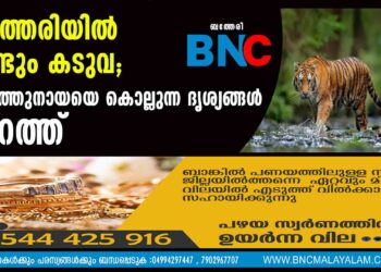 ബത്തേരിയിൽ വീണ്ടും കടുവ; വളർത്തുനായയെ കൊല്ലുന്ന ദൃശ്യങ്ങൾ പുറത്ത്