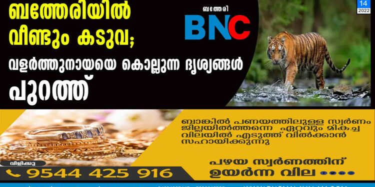 ബത്തേരിയിൽ വീണ്ടും കടുവ; വളർത്തുനായയെ കൊല്ലുന്ന ദൃശ്യങ്ങൾ പുറത്ത്