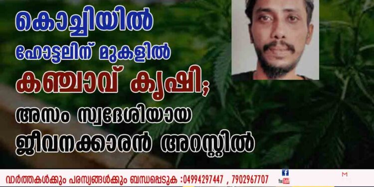 കൊച്ചിയിൽ ഹോട്ടലിന് മുകളിൽ കഞ്ചാവ് കൃഷി; അസം സ്വദേശിയായ ജീവനക്കാരൻ അറസ്റ്റിൽ