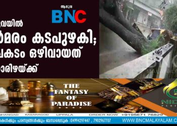 ആലുവയിൽ വൻമരം കടപുഴകി; അപകടം ഒഴിവായത് തലനാരിഴയ്ക്ക്