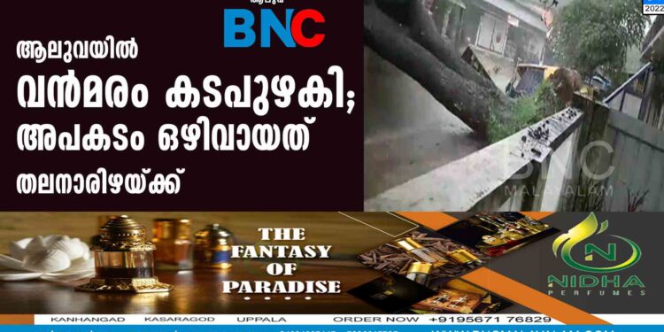 ആലുവയിൽ വൻമരം കടപുഴകി; അപകടം ഒഴിവായത് തലനാരിഴയ്ക്ക്