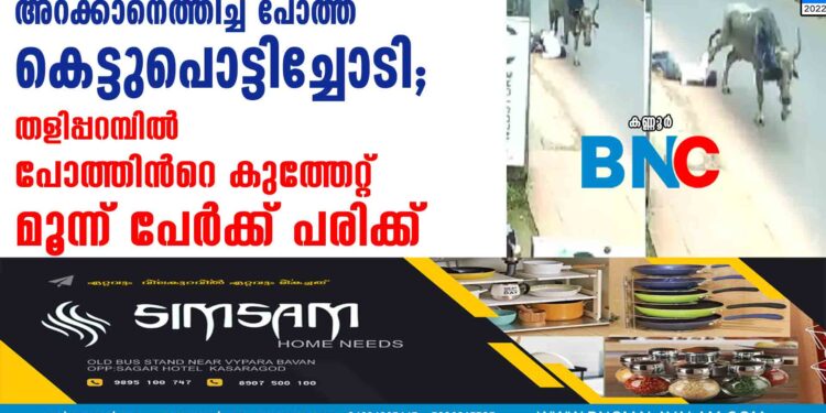 അറക്കാനെത്തിച്ച പോത്ത് കെട്ടുപൊട്ടിച്ചോടി; തളിപ്പറമ്പില്‍ പോത്തിന്‍റെ കുത്തേറ്റ് മൂന്ന് പേര്‍ക്ക് പരിക്ക്