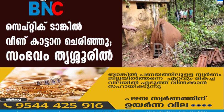 സെപ്റ്റിക് ടാങ്കില്‍ വീണ് കാട്ടാന ചെരിഞ്ഞു; സംഭവം തൃശ്ശൂരില്‍