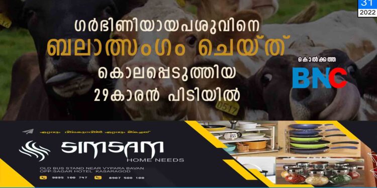 ഗർഭിണിയായ പശുവിനെ ബലാത്സംഗം ചെയ്ത് കൊലപ്പെടുത്തിയ 29കാരൻ പിടിയിൽ