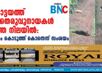 കോട്ടയത്ത് 12 തെരുവുനായകൾ ചത്ത നിലയിൽ: വിഷം കൊടുത്ത് കൊന്നെന്ന് സംശയം