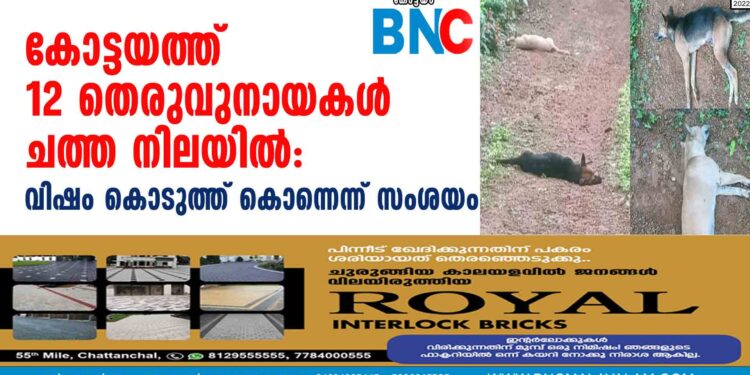 കോട്ടയത്ത് 12 തെരുവുനായകൾ ചത്ത നിലയിൽ: വിഷം കൊടുത്ത് കൊന്നെന്ന് സംശയം