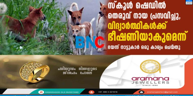 സ്കൂൾ ഷെഡിൽ തെരുവ് നായ പ്രസവിച്ചു, വിദ്യാർത്ഥികൾക്ക് ഭീഷണിയാകുമെന്ന് ഭയന്ന് നാട്ടുകാർ ഒരു കാര്യം ചെയ‌്തു