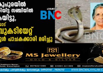 വിറകുപുരയില്‍ തൂക്കിയിട്ട സഞ്ചിയില്‍ കൈയിട്ടു, പാലക്കാട് പാമ്പുകടിയേറ്റ് സ്കൂൾ പാചകക്കാരി മരിച്ചു