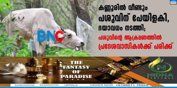 കണ്ണൂരിൽ വീണ്ടും പശുവിന് പേയിളകി, ദയാവധം നടത്തി; പശുവിന്റെ ആക്രമണത്തിൽ പ്രദേശവാസികൾക്ക് പരിക്ക്