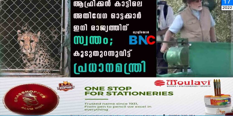 ആഫ്രിക്കൻ കാട്ടിലെ അതിവേഗ ഓട്ടക്കാർ ഇനി രാജ്യത്തിന് സ്വന്തം; കൂടുതുറന്നുവിട്ട് പ്രധാനമന്ത്രി