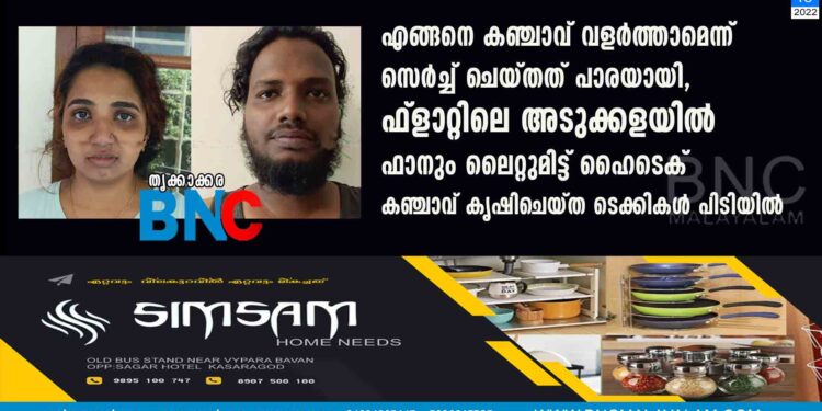 എങ്ങനെ കഞ്ചാവ് വളർത്താമെന്ന് സെർച്ച് ചെയ്തത് പാരയായി, ഫ്ളാറ്റിലെ അടുക്കളയിൽ ഫാനും ലൈറ്റുമിട്ട് ഹൈടെക് കഞ്ചാവ് കൃഷിചെയ്ത ടെക്കികൾ പിടിയിൽ