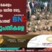 അടുത്തിടെ കേരളം കണ്ട ഏറ്റവും വലിയ വേട്ട, എട്ടംഗ സംഘം വെടിവച്ചു കൊന്നത് 42 കാട്ടുപന്നികളെ