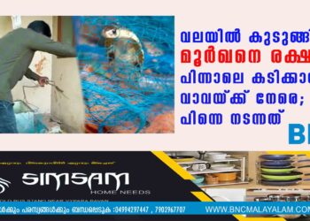 വലയിൽ കുടുങ്ങിയ മൂർഖനെ രക്ഷിച്ചു, പിന്നാലെ കടിക്കാനായി വാവയ്ക്ക് നേരെ; പിന്നെ നടന്നത്