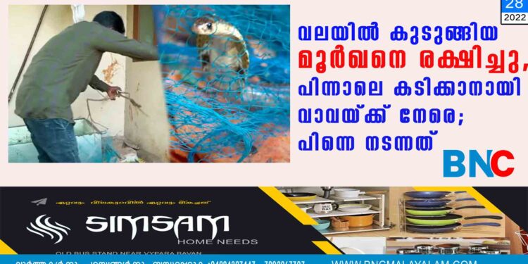 വലയിൽ കുടുങ്ങിയ മൂർഖനെ രക്ഷിച്ചു, പിന്നാലെ കടിക്കാനായി വാവയ്ക്ക് നേരെ; പിന്നെ നടന്നത്