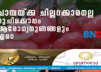 ചാമ്പയ്ക്ക ചില്ലറക്കാരനല്ല,​ രുചിക്കൊപ്പം ആരോഗ്യഗുണങ്ങളും ഏറെ