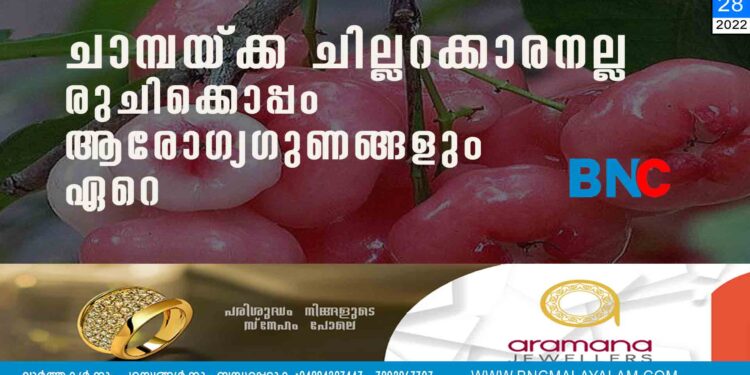 ചാമ്പയ്ക്ക ചില്ലറക്കാരനല്ല,​ രുചിക്കൊപ്പം ആരോഗ്യഗുണങ്ങളും ഏറെ