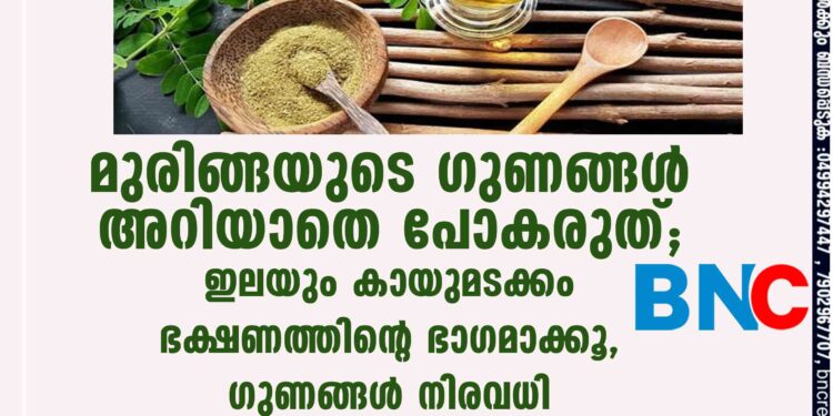 മുരിങ്ങയുടെ ഗുണങ്ങൾ അറിയാതെ പോകരുത്; ഇലയും കായുമടക്കം ഭക്ഷണത്തിന്റെ ഭാഗമാക്കൂ, ഗുണങ്ങൾ നിരവധി