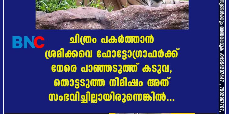 ചിത്രം പകർത്താൻ ശ്രമിക്കവെ ഫോട്ടോഗ്രാഫർക്ക് നേരെ പാഞ്ഞടുത്ത് കടുവ, തൊട്ടടുത്ത നിമിഷം അത് സംഭവിച്ചില്ലായിരുന്നെങ്കിൽ...