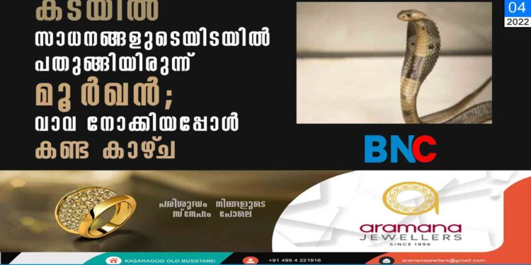 കടയിൽ സാധനങ്ങളുടെയിടയിൽ പതുങ്ങിയിരുന്ന് മൂ‌ർഖൻ; വാവ നോക്കിയപ്പോൾ കണ്ട കാഴ്‌ച