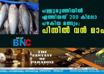 പള്ളുരുത്തിയിൽ എത്തിയത് 200 കിലോ പഴകിയ മത്സ്യം; പിന്നിൽ വൻ മാഫിയ