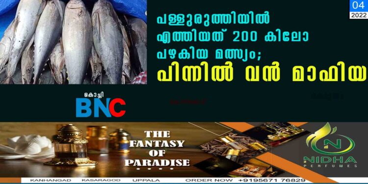 പള്ളുരുത്തിയിൽ എത്തിയത് 200 കിലോ പഴകിയ മത്സ്യം; പിന്നിൽ വൻ മാഫിയ