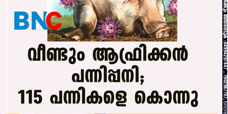 വീണ്ടും ആഫ്രിക്കൻ പന്നിപ്പനി; 115 പന്നികളെ കൊന്നു