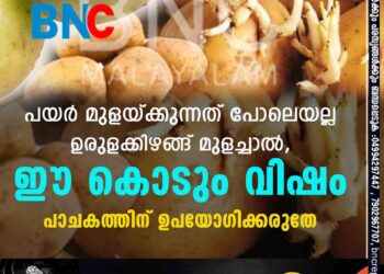 പയർ മുളയ്ക്കുന്നത് പോലെയല്ല ഉരുളക്കിഴങ്ങ് മുളച്ചാൽ, ഈ കൊടും വിഷം പാചകത്തിന് ഉപയോഗിക്കരുതേ