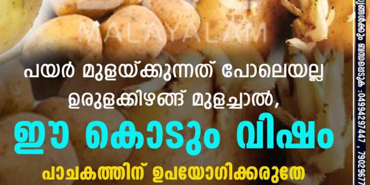 പയർ മുളയ്ക്കുന്നത് പോലെയല്ല ഉരുളക്കിഴങ്ങ് മുളച്ചാൽ, ഈ കൊടും വിഷം പാചകത്തിന് ഉപയോഗിക്കരുതേ