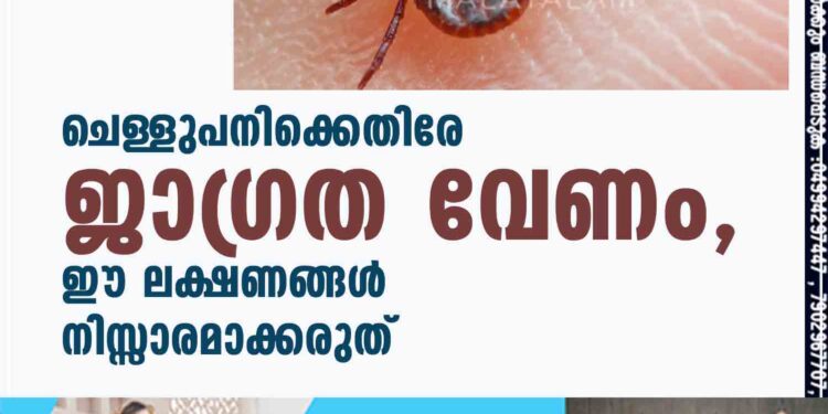 ചെള്ളുപനിക്കെതിരേ ജാഗ്രത വേണം, ഈ ലക്ഷണങ്ങൾ നിസ്സാരമാക്കരുത്