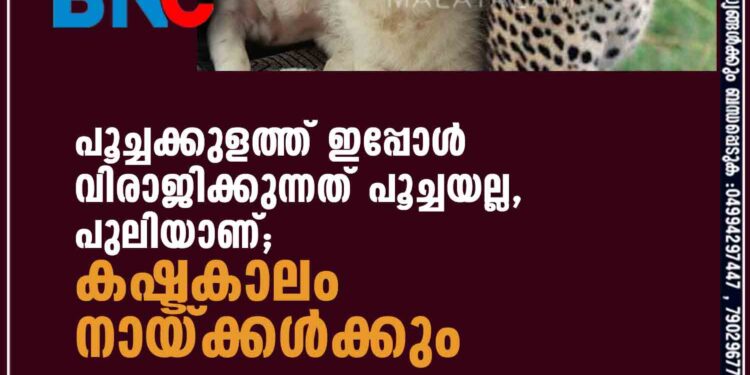 പൂച്ചക്കുളത്ത് ഇപ്പോൾ വിരാജിക്കുന്നത് പൂച്ചയല്ല, പുലിയാണ്; കഷ്ടകാലം നായ്ക്കൾക്കും