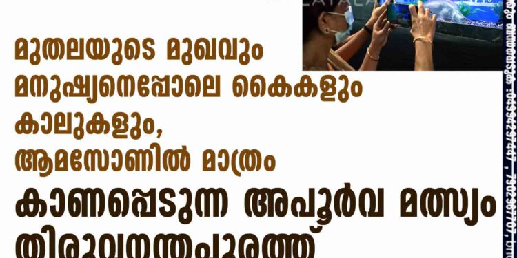 മുതലയുടെ മുഖവും മനുഷ്യനെപ്പോലെ കൈകളും കാലുകളും, ആമസോണിൽ മാത്രം കാണപ്പെടുന്ന അപൂർവ മത്സ്യം തിരുവനന്തപുരത്ത്