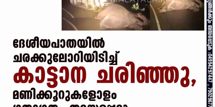 ദേശീയപാതയിൽ ചരക്കുലോറിയിടിച്ച് കാട്ടാന ചരിഞ്ഞു, മണിക്കൂറുകളോളം ഗതാഗതം തടസപ്പെട്ടു