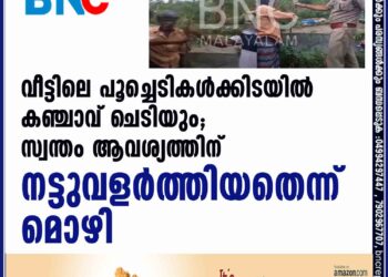 വീട്ടിലെ പൂച്ചെടികള്‍ക്കിടയില്‍ കഞ്ചാവ് ചെടിയും; സ്വന്തം ആവശ്യത്തിന് നട്ടുവളര്‍ത്തിയതെന്ന് മൊഴി