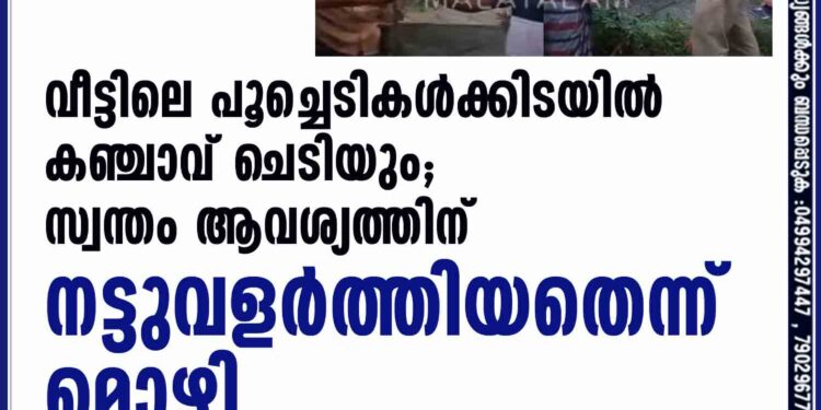 വീട്ടിലെ പൂച്ചെടികള്‍ക്കിടയില്‍ കഞ്ചാവ് ചെടിയും; സ്വന്തം ആവശ്യത്തിന് നട്ടുവളര്‍ത്തിയതെന്ന് മൊഴി