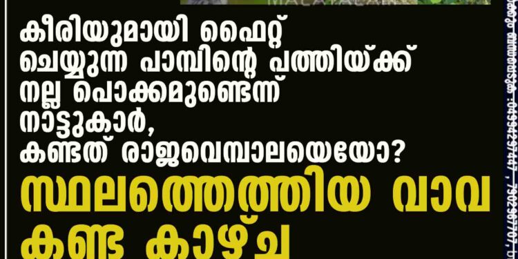 കീരിയുമായി ഫൈറ്റ് ചെയ്യുന്ന പാമ്പിന്റെ പത്തിയ്ക്ക് നല്ല പൊക്കമുണ്ടെന്ന് നാട്ടുകാർ, കണ്ടത് രാജവെമ്പാലയെയോ? സ്ഥലത്തെത്തിയ വാവ കണ്ട കാഴ്ച